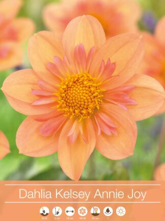 Dahlia Kelsey Annie Joy