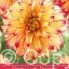 Dahlia Lady Darlene