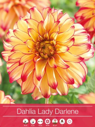 Dahlia Lady Darlene