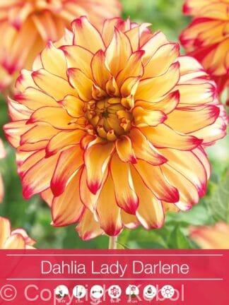 Dahlia Lady Darlene
