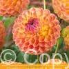 Dahlia Lakeland Autumn