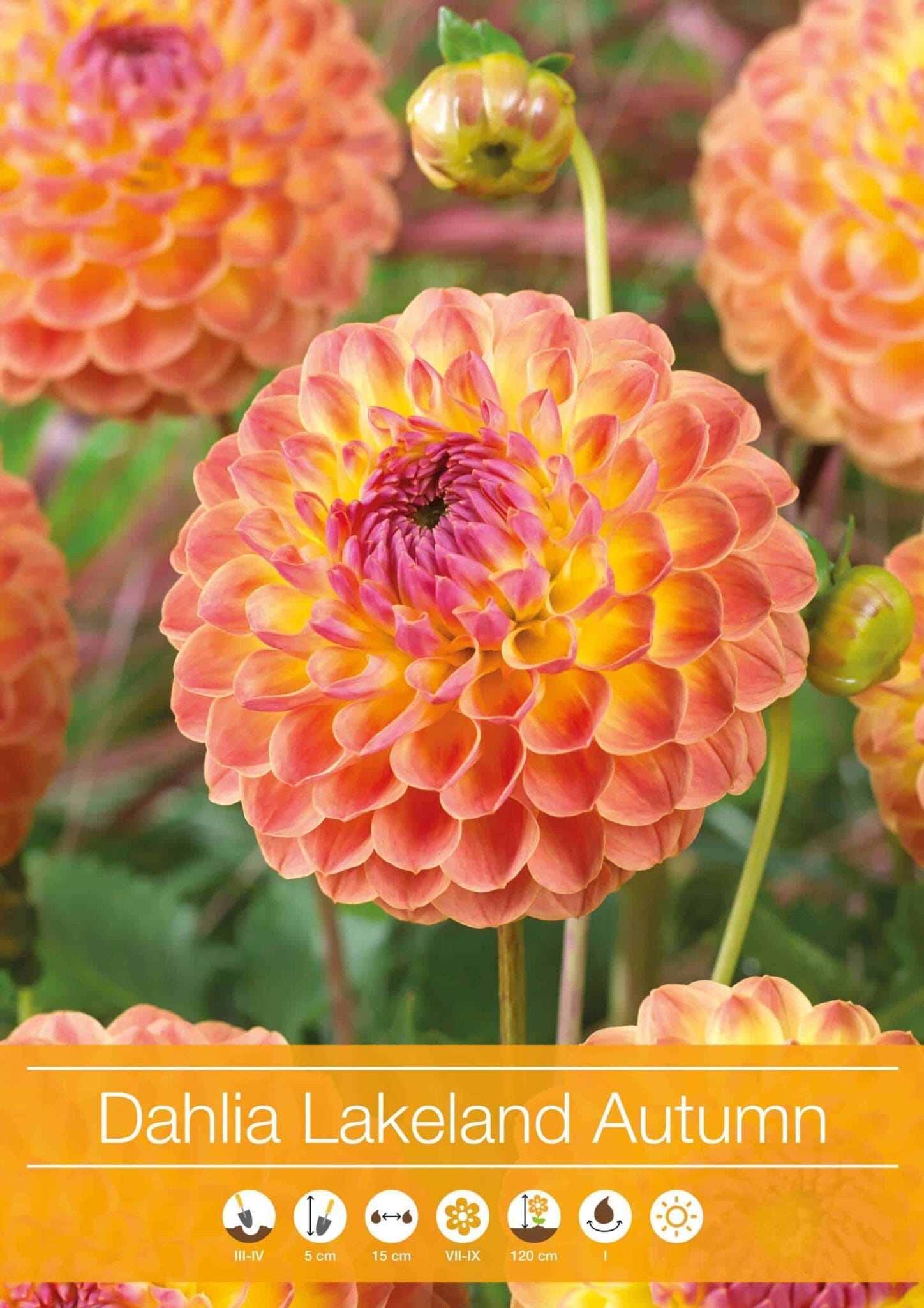 Dahlia Lakeland Autumn