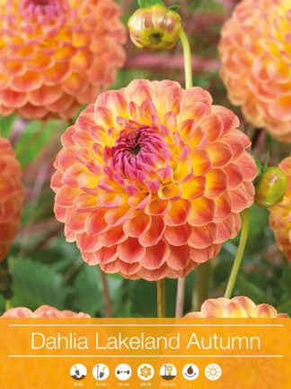 Dahlia Lakeland Autumn