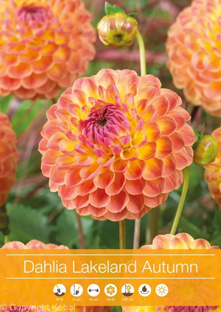 Dahlia Lakeland Autumn