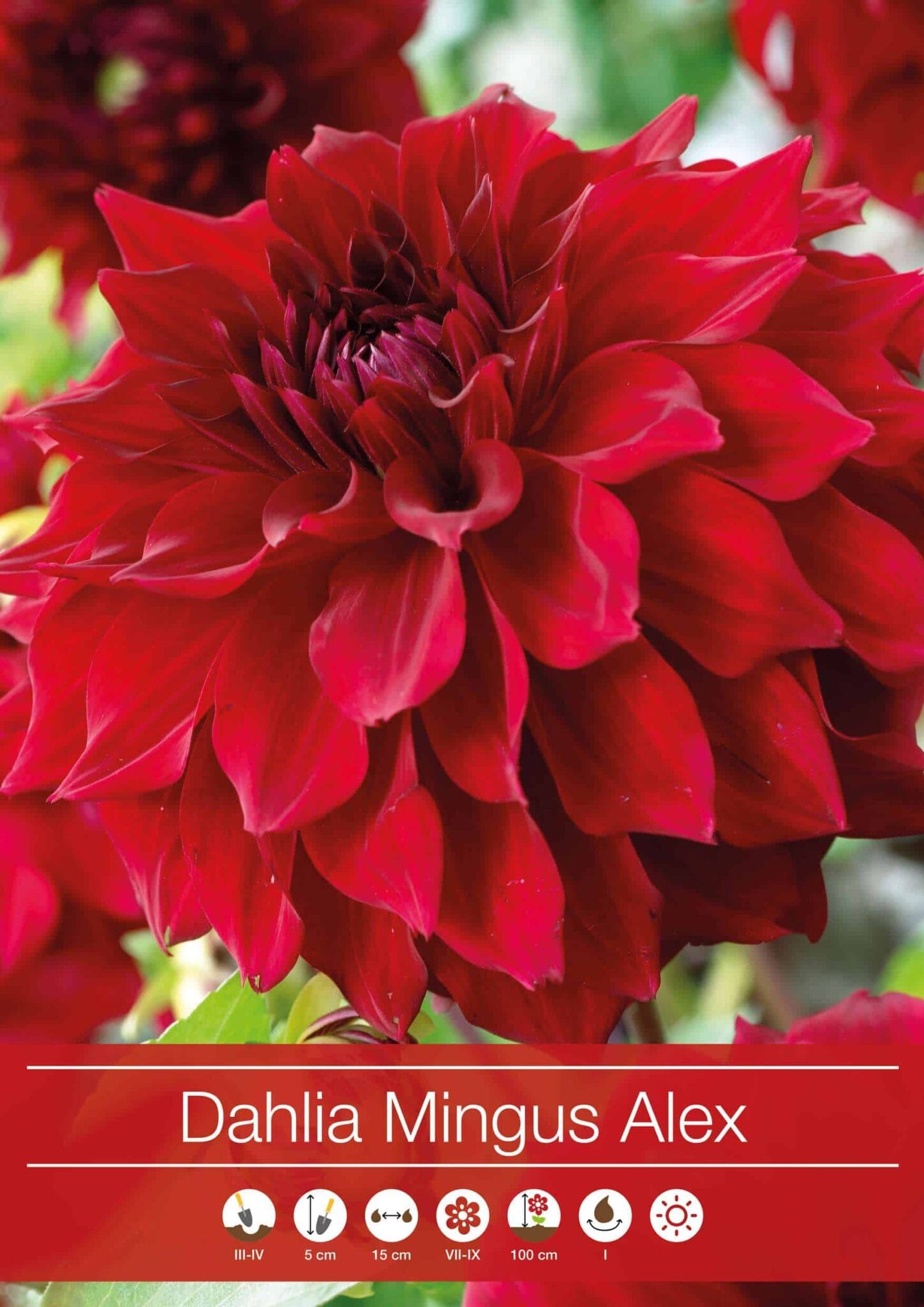 Dahlia Mingus Alex