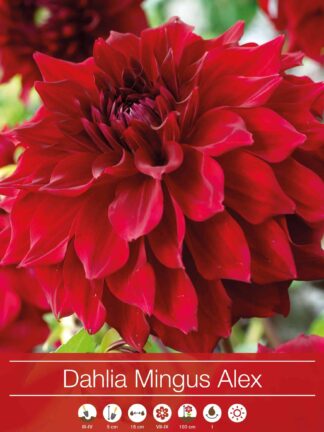 Dahlia Mingus Alex