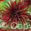 Dahlia Nuit d´Ete