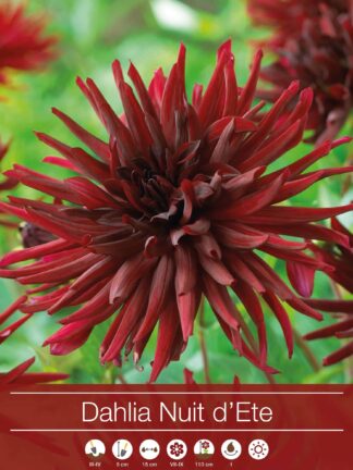 Dahlia Nuit d´Ete