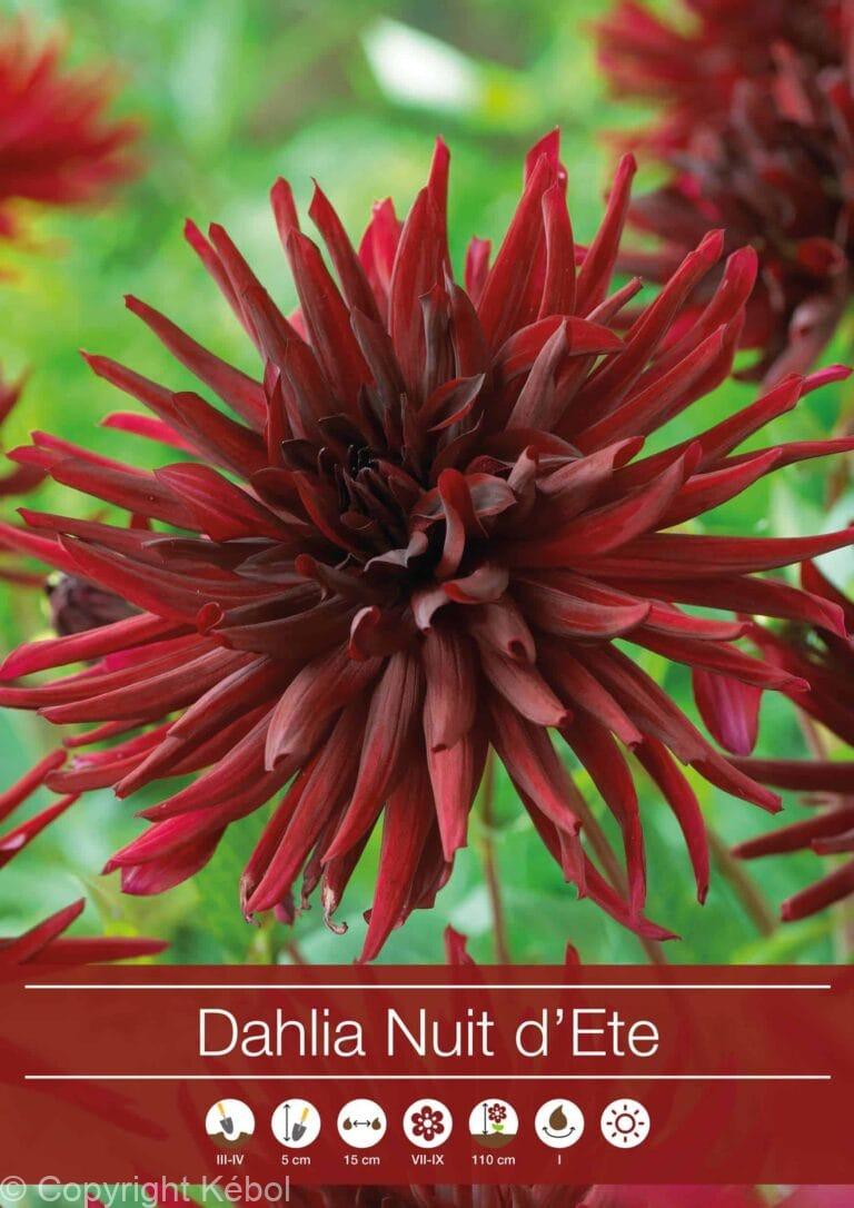 Dahlia Nuit d´Ete