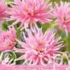Dahlia Park Princess