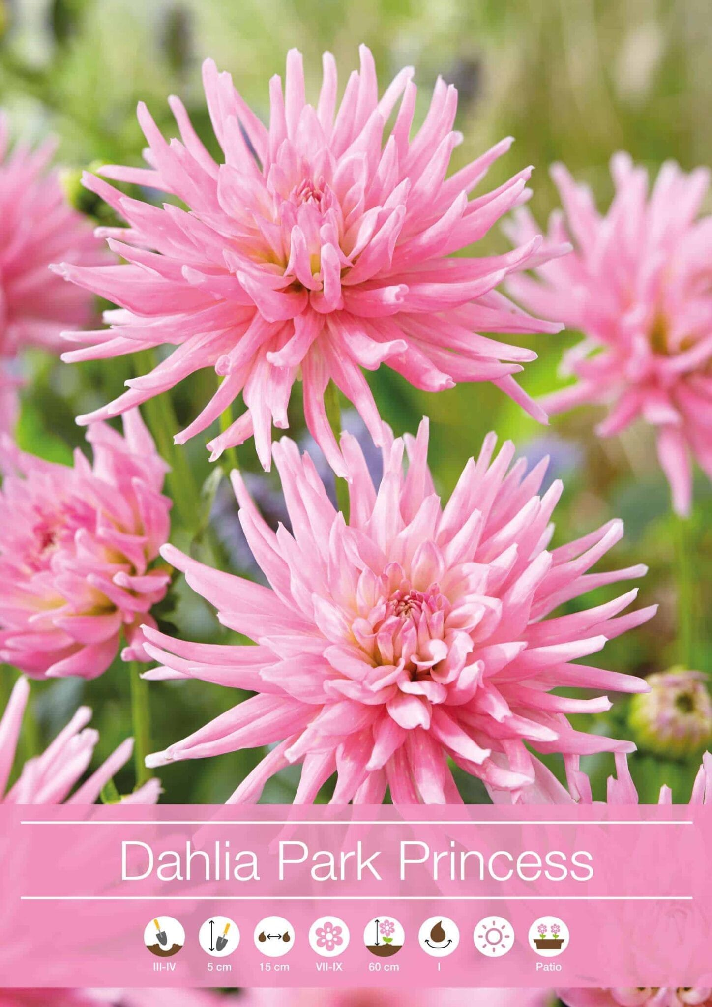 Dahlia Park Princess