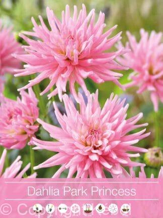 Dahlia Park Princess