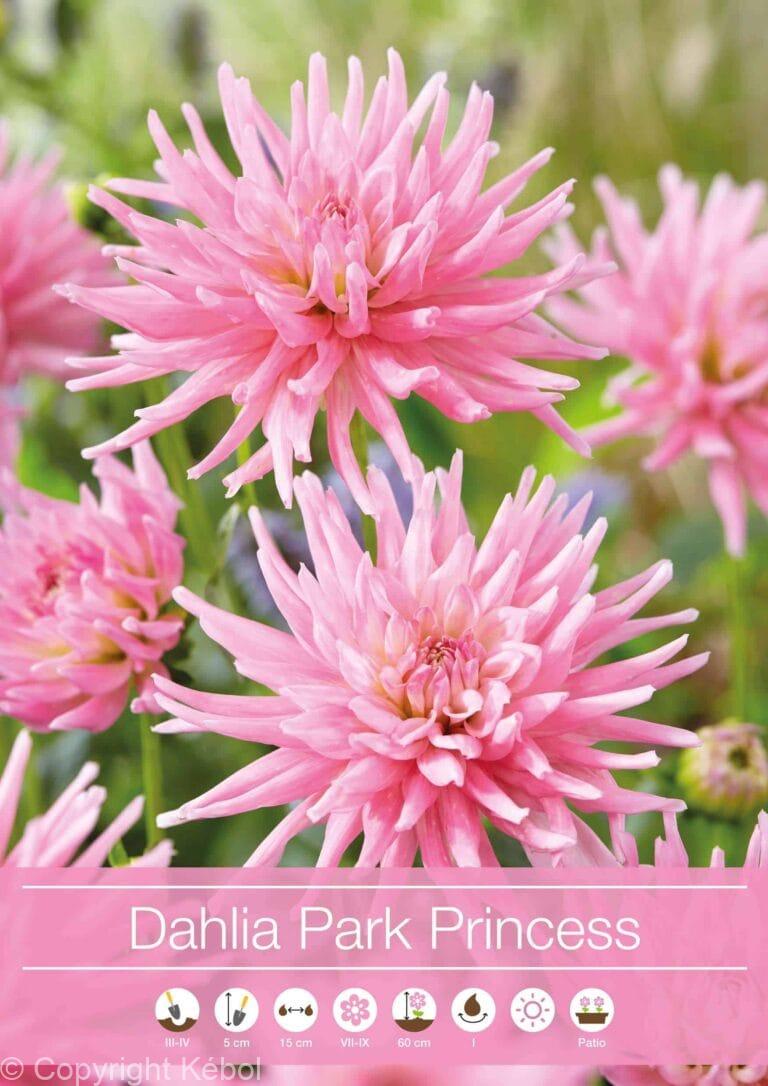 Dahlia Park Princess