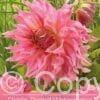 Dahlia Penhill Watermelon