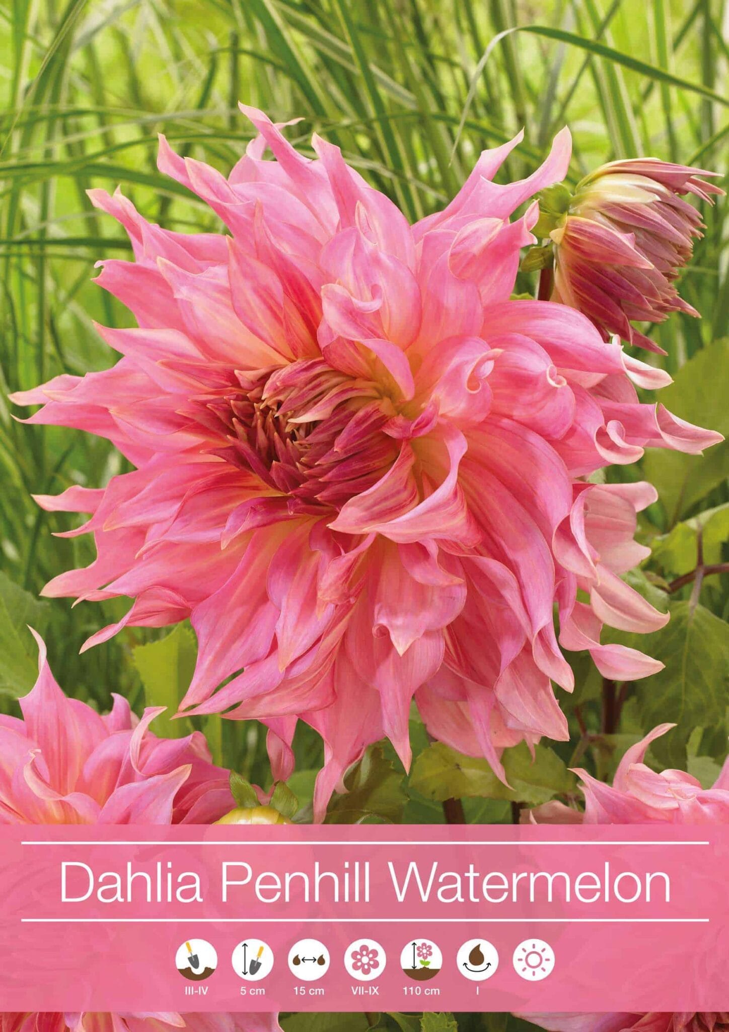 Dahlia Penhill Watermelon