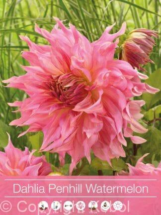 Dahlia Penhill Watermelon