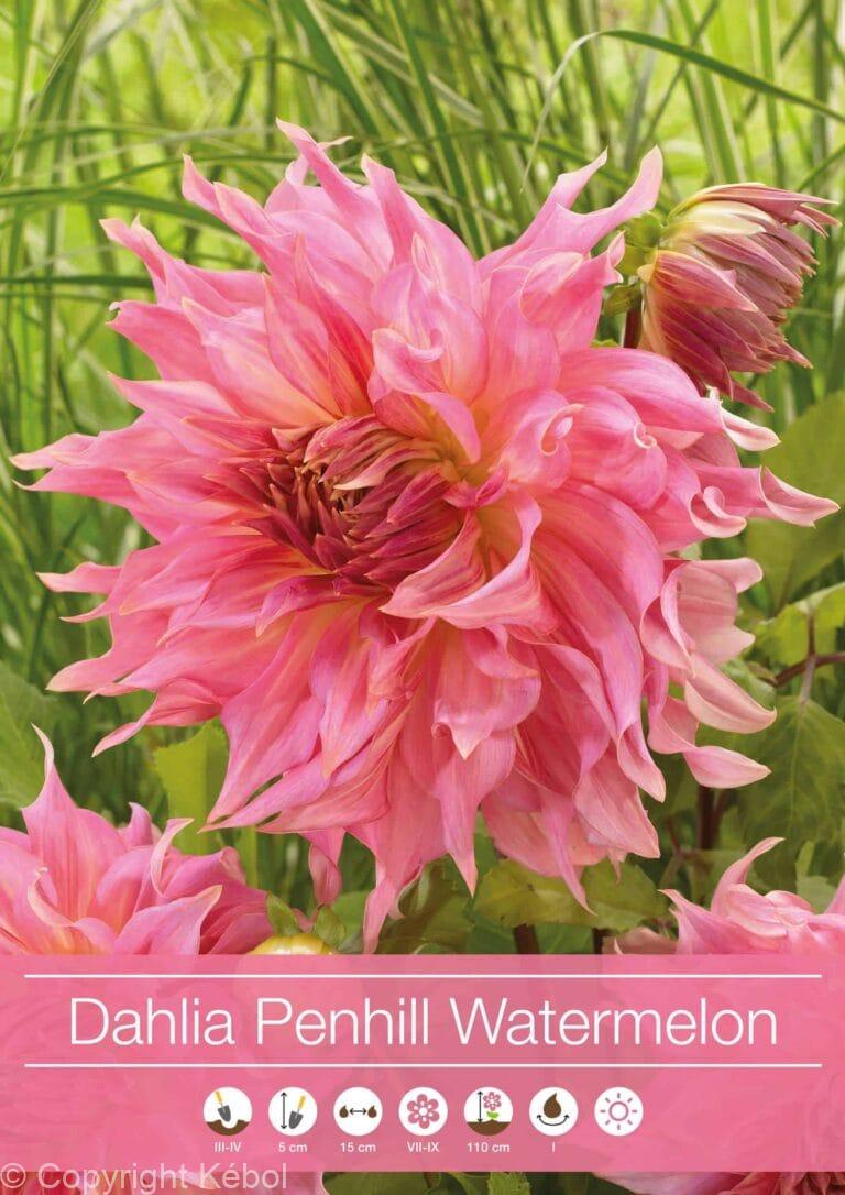 Dahlia Penhill Watermelon