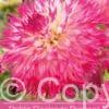 Dahlia Pinelands Princess