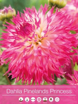 Dahlia Pinelands Princess