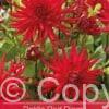 Dahlia Red Pigmy