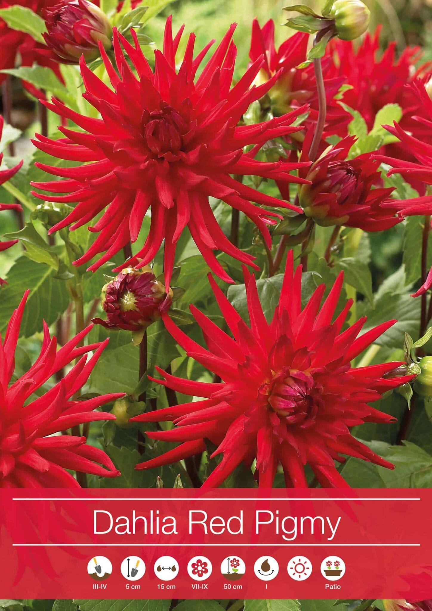 Dahlia Red Pigmy