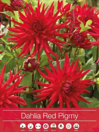 Dahlia Red Pigmy