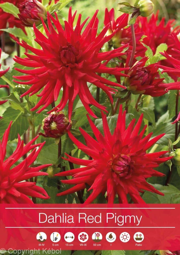 Dahlia Red Pigmy