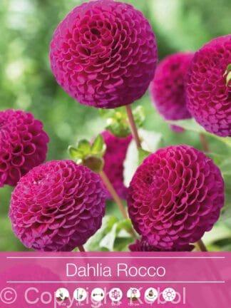 Dahlia Rocco