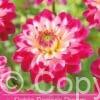 Dahlia Senior's Dream