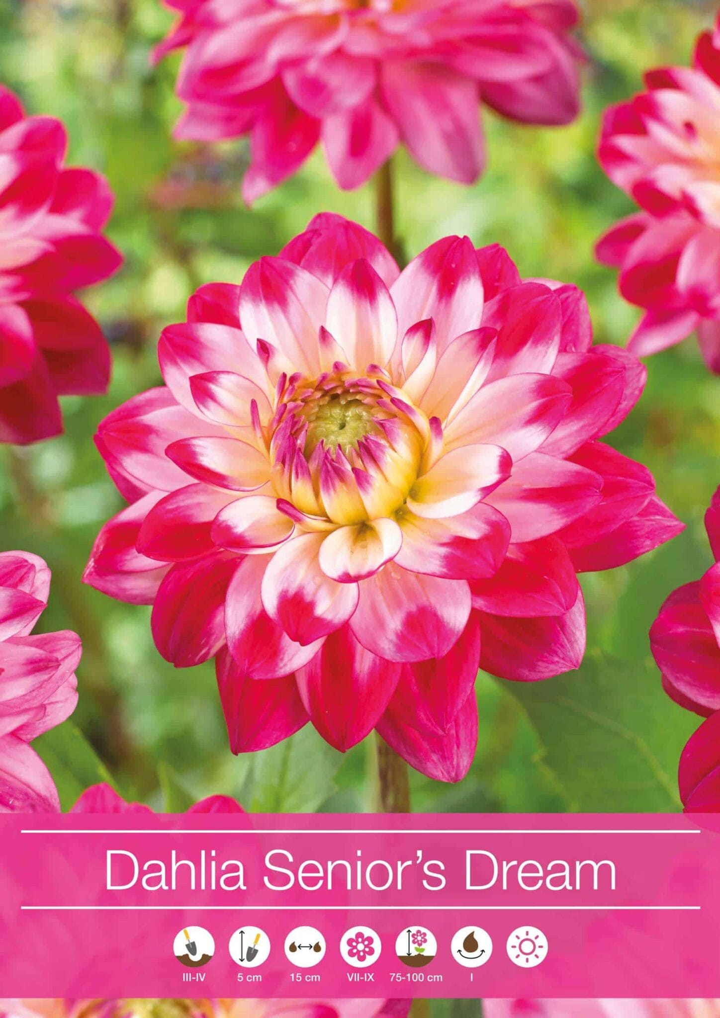 Dahlia Senior's Dream