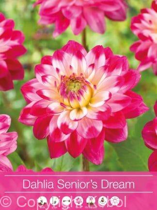 Dahlia Senior's Dream