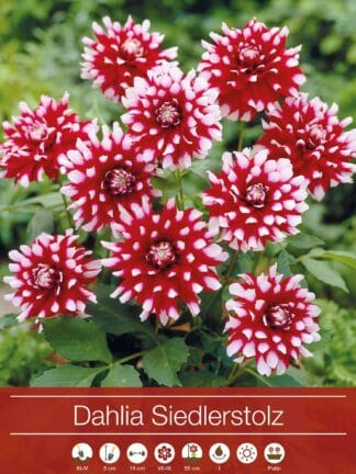 Dahlia Siedlerstolz
