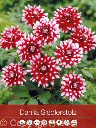 Dahlia Siedlerstolz