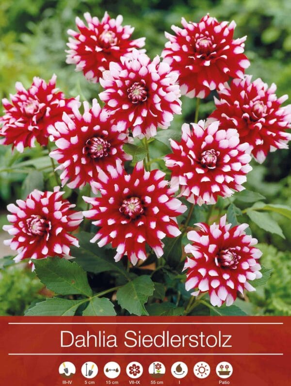 Dahlia Siedlerstolz