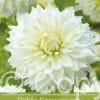Dahlia Snowcountry