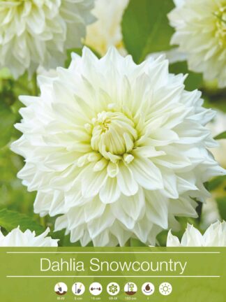 Dahlia Snowcountry