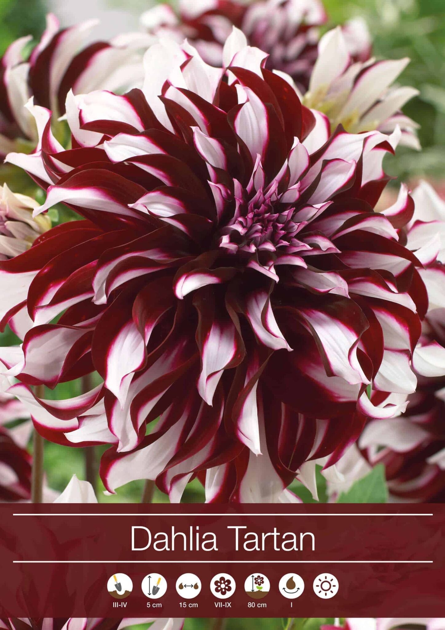 Dahlia Tartan