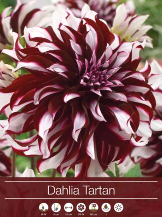 Dahlia Tartan