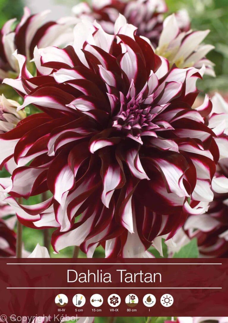Dahlia Tartan
