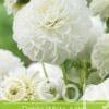 Dahlia White Aster