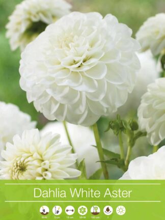 Dahlia White Aster