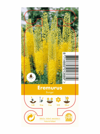 Nature Eremurus Bungei