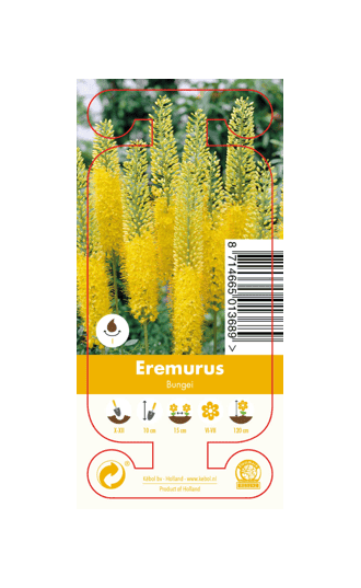 Nature Eremurus Bungei