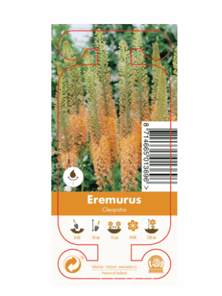 Nature Eremurus Cleopatra