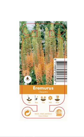 Nature Eremurus Cleopatra