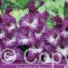 Gladiolus Anouk