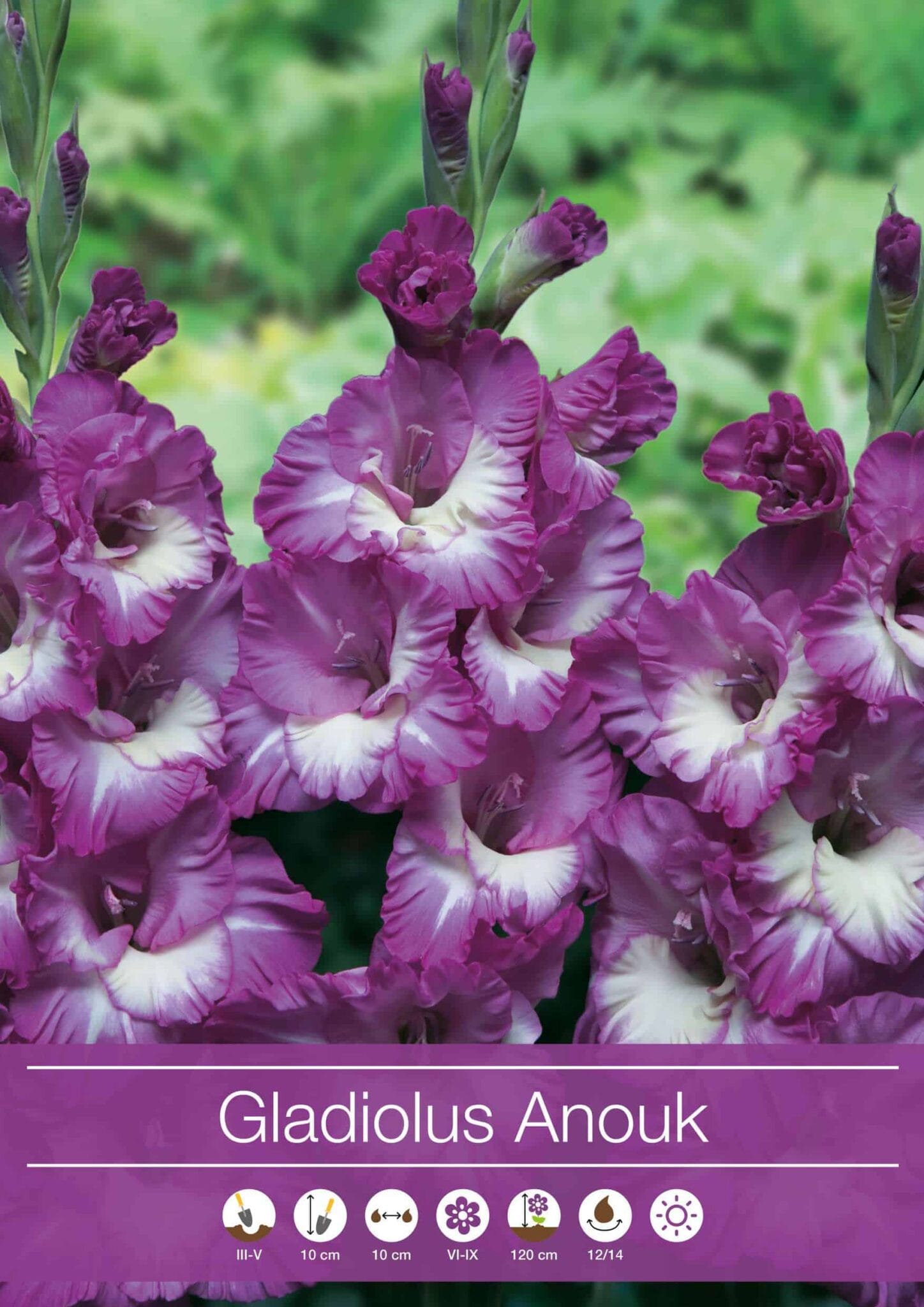 Gladiolus Anouk