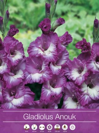 Gladiolus Anouk