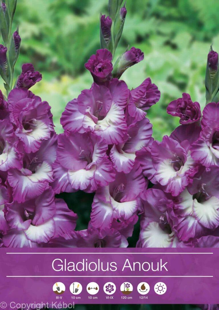 Gladiolus Anouk