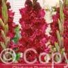 Gladiolus Burgundy